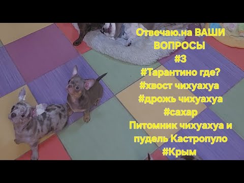Видео: Отвечаю.на ВАШИ ВОПРОСЫ #3#Тарантино где?#хвост чихуахуа #дрожь чихуахуа #сахар  Кастропуло #Крым 