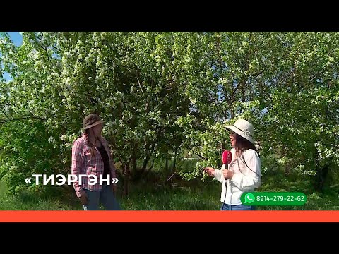 Видео: «Тиэргэн» биэриигэ: Саха сиригэр яблоня ханнык көрүҥэ үүнэрий? (08.06.22)