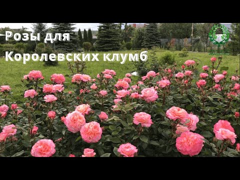 Видео: КОРОЛЕВСКИЕ КЛУМБЫ. Важные требования к монопосадкам роз.