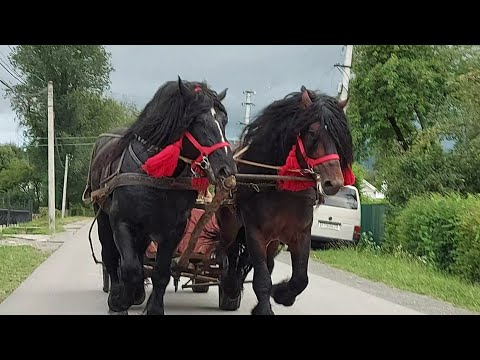 Видео: 🥁🔔ФАРАОН І ДОБРИНЯ 💪💯💣💥💫🤟