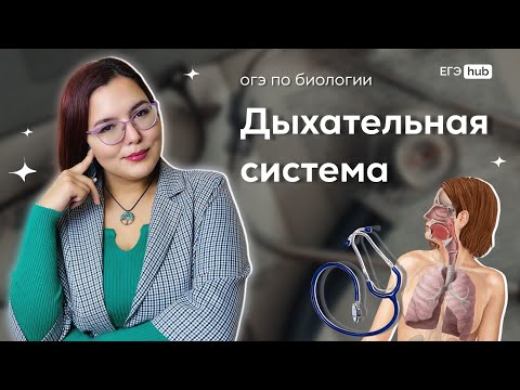 Видео: Дыхательная система для ОГЭ по Биологии | ДС | ОГЭ Биология 2024