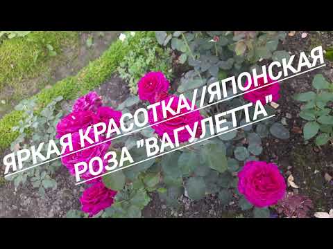 Видео: 237#Яркая красотка//Японская роза "ВАГУЛЕТТА"//11.09.25🥀🥀🥀