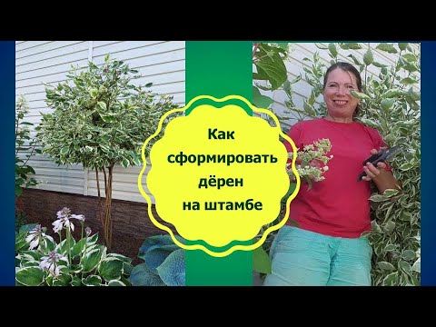 Видео: Дерен на штамбе. Из лохматого куста в аккуратный шарик! Учимся стричь и формировать.