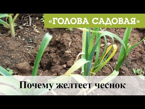 Видео: Голова садовая - Почему желтеет чеснок