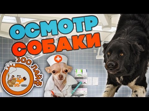 Видео: Регулярный осмотр собаки. Бордер колли. Температура тела собаки.