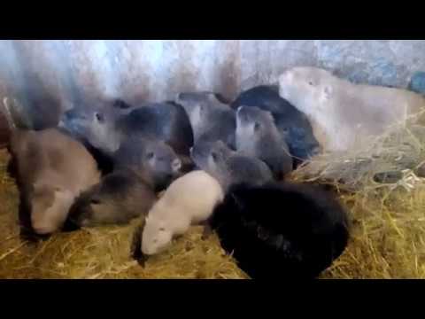 Видео: Выгодно ли разводить нутрий, сейчас расскажу.