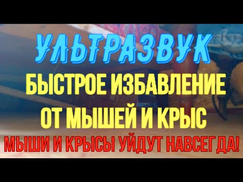 Видео: Ультразвук от мышей и крыс Звук отпугивающий мышей и крыс Звук от мышей и крыс Мощный ультразвук