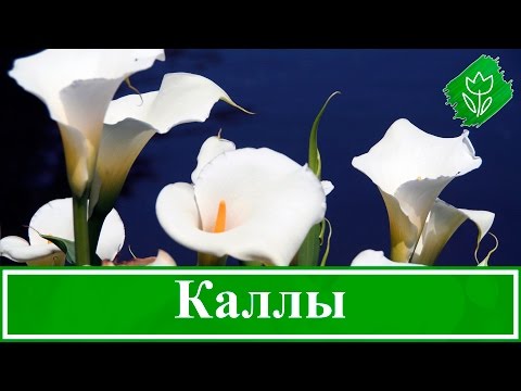 Видео: Каллы – посадка и уход, выращивание в саду и дома