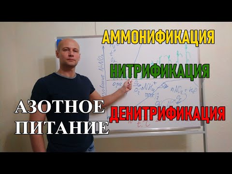 Видео: Азот в почве: аммонификация, нитрификация, денитрификация