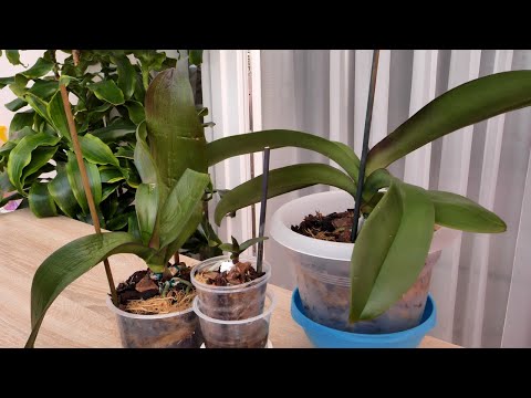 Видео: Три "ПОМЕРАШКИ". Восстановление вялых орхидей. Опекаю две недели.