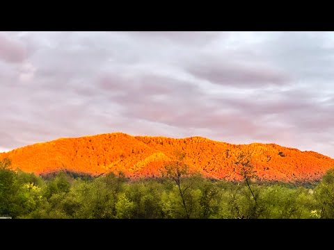 Видео: ОХОТА в КАРПАТАХ