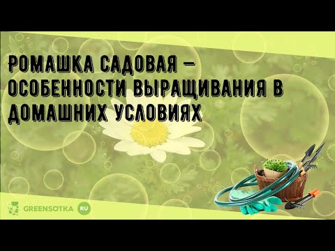 Видео: Ромашка садовая — особенности выращивания в домашних условиях