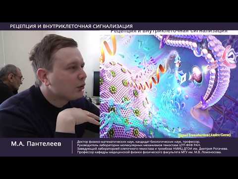 Видео: Рецепция и внутриклеточная сигнализация. Часть 1-я.