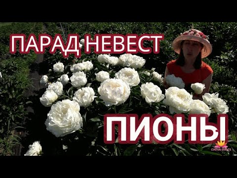 Видео: Белые пионы - парад невест! / Сад Ворошиловой