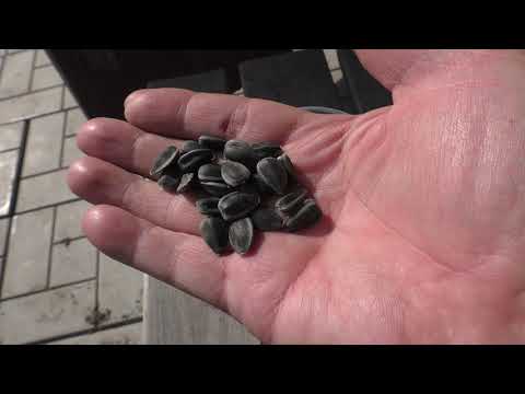 Видео: Как я сею подсолнечник в открытый грунт