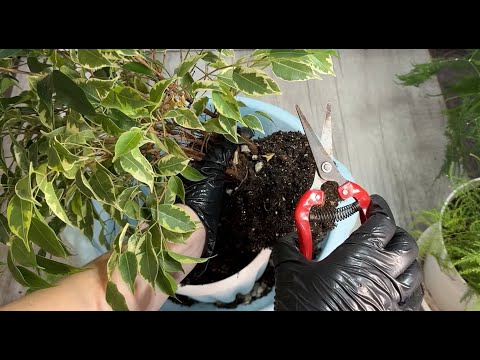 Видео: РЕАНИМАЦИЯ ФИКУСА после Зимы и даже чахлый фикус оживет