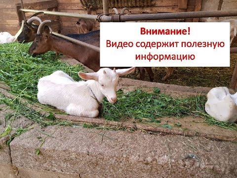 Видео: Сколько козлу надо невест?///Что делать с козлятами?///Ответы на комментарии №10