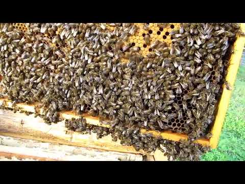 Видео: ЗЛОБЛИВОСТЬ  ЧИСТОПОРОДНЫХ СР ПЧЕЛ