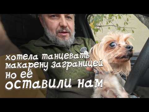 Видео: У нас НЕТ СЛОВ. Жила 8 лет у разведенцев, встречаем побитую собаку...