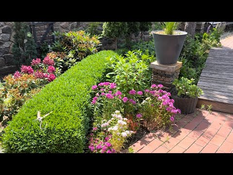 Видео: ОТЛИЧИЕ ИТО-ПИОНА ОТ ДРУГИХ! СРЕЗКА ОТЦВЕТШЕГО! ЧТО ВЫЖИЛО ЛУЧШЕ В ОГОРОДЕ БЕЗ НАС! #landscapedesign