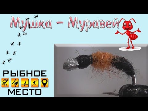 Видео: Мушка черный муравей