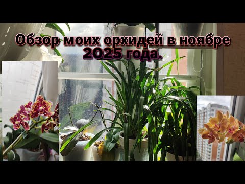 Видео: Обзор моих орхидей в ноябре 2025 г.#обзор#2025#flowers#funny#original 