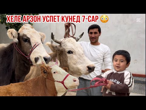 Видео: 7-САР ХЕЛЕ АРЗОН УСПЕТ КУНЕД 5 ноября 2025 г.