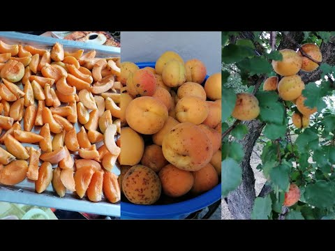 Видео: Как заморозить абрикосы. Полезные фрукты.