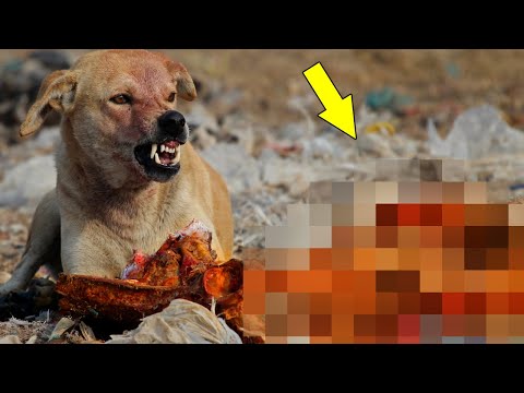 Видео: Проходя мимо посадки, человек услышал СТРАШНЫЙ ПИСК, а заглянув в кусты – ОТОРОПЕЛ…