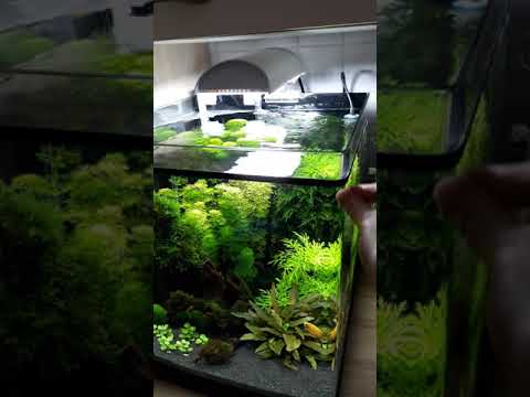 Видео: Аквариум с неприхотливыми растениями и без СО2
