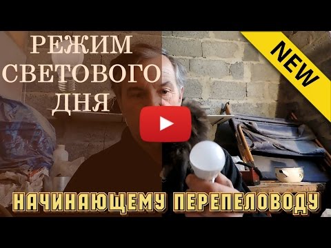 Видео: Начинающему перепеловоду – Режим светового дня