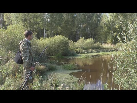 Видео: Карпы в бесхозном пруду: секретный эксперимент - 8 серия