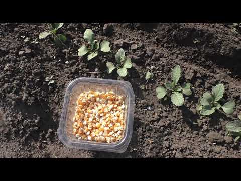 Видео: Как я сею кукурузу