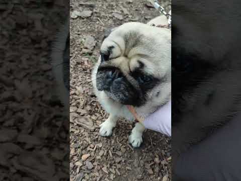 Видео: Бесплатное занятие по танцам с собаками в Казани 😄