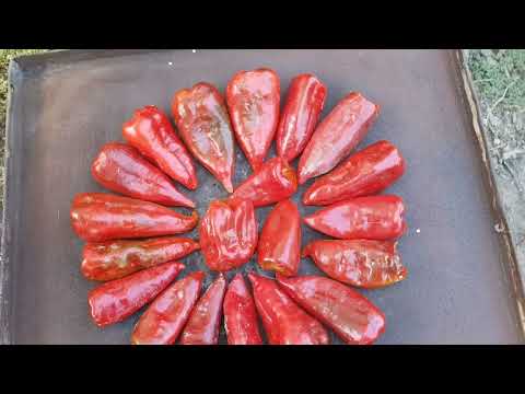 Видео: ТРАДИЦИОННО ПЕЧЕНЕ НА ЧЕРВЕН ПИПЕР НА ЛАМАРИНА/ПЕЧЕНИ ЧУШКИ В БУРКАН /УЧА БАЩА МИ ДА СНИМА :D