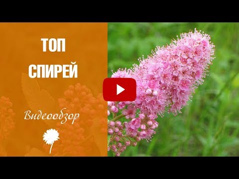 Видео: Спирея 🌼 Топ самых интересных сортов❗ Уход и выращивание 🌼