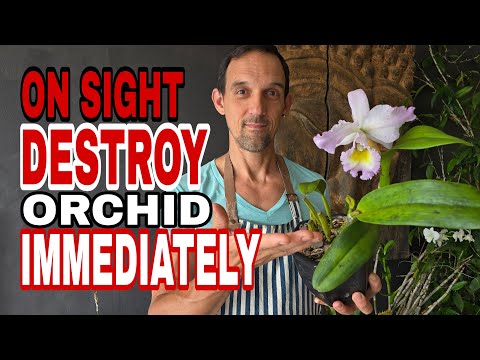 Видео: Вирус пятнистости орхидеи и черная пятнистость: что вам нужно знать!