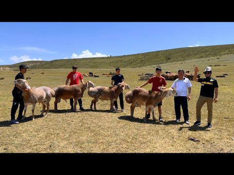 Видео: Г. Коракол хозяйства Руслан байке