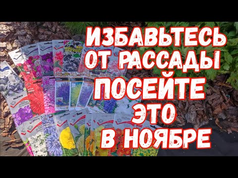 Видео: Посейте ЭТИ ЦВЕТЫ ПОД ЗИМУ и Весной СКАЖЕТЕ СПАСИБО!