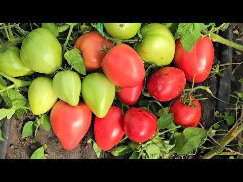 Видео: 5 крупноплодных сортов томатов, сплошное томатное мясо, урожайные, вкусные беспроблемные