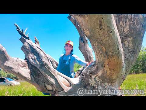 Видео: Безумное искусство! 🤸‍♂️Старое дерево + камень = ✨магия!✨