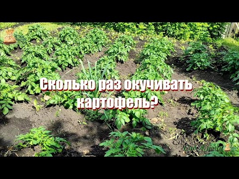 Видео: Сколько раз окучивать картофель? Как окучивание влияет на урожай.