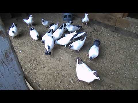 Видео: Московские монахи 47 рег  от 08.04.18 г