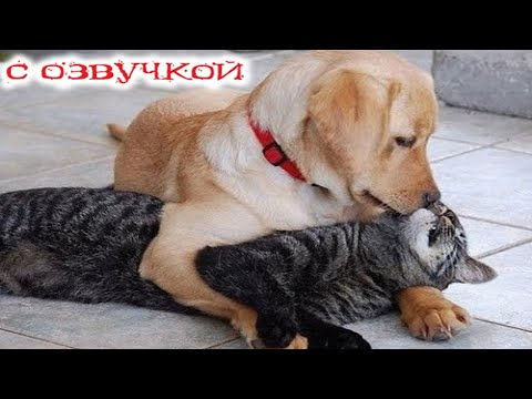 Видео: Приколы с котами! С ОЗВУЧКОЙ!!! Смешные коты! Самые смешные животные! РЖАКА!!