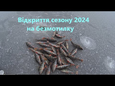 Видео: Окунь на безмотилку - попав на гарний кльов! Відкриття сезону 2024!