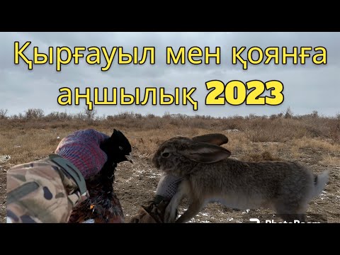Видео: Қырғауыл мен қоянға аңшылық 2023. #қырғауыл #фазан #қоян #заяц #2023 #