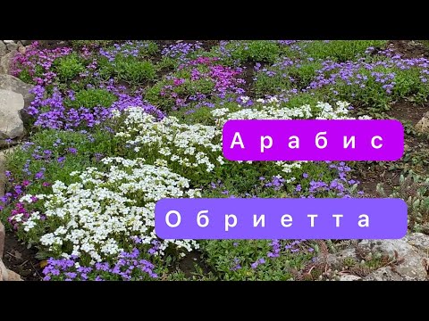 Видео: Арабис и обриета в ландшафте моего сада