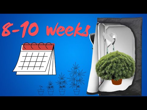 Видео: ИДЕАЛЬНЫЕ ОВОЩИ/ТРЕНИРОВКА Время для БОЛЬШОГО УРОЖАЯ