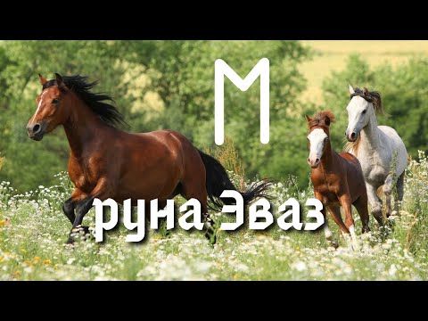 Видео: Руна Эваз. Основные значения и энергетика