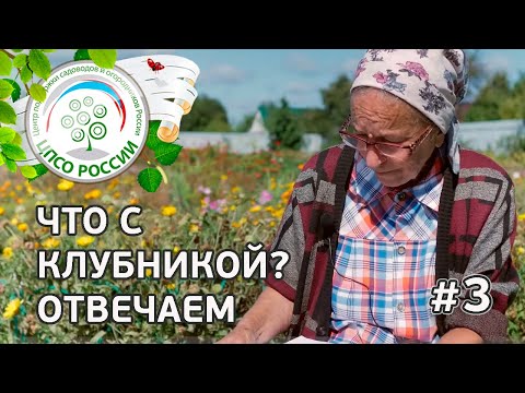 Видео: #3 🍓 ЧТО С КЛУБНИКОЙ??? ГЕНЕТИЧЕСКИЙ ХЛОРОЗ НА КЛУБНИКЕ.